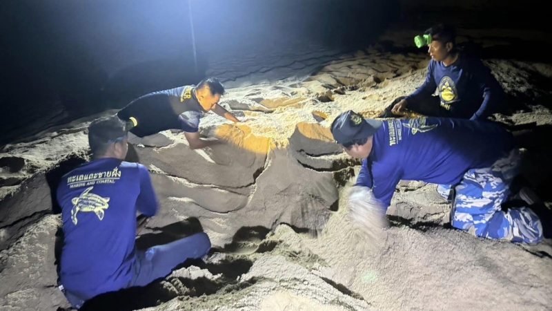 Another leatherback turtle nest found in Phang Nga