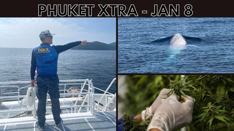 PHUKET XTRA: VIDEO: New bill targets recreational cannabis use, Rare Albino Omura’s whale sightings off Phuket || Jan 8