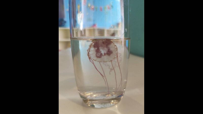 Safety warning issued after Pelagia jellyfish spotted in Phuket