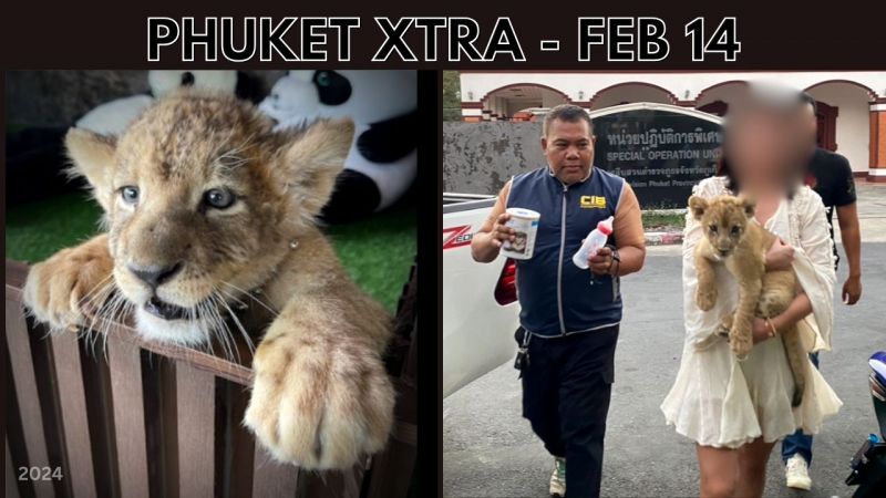 PHUKET XTRA: VIDEO: Lion cub owner faces charges, Protest graffiti gets media members arrested || Feb 14