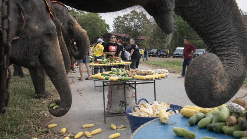 Training camps planned for aggressive wild elephants