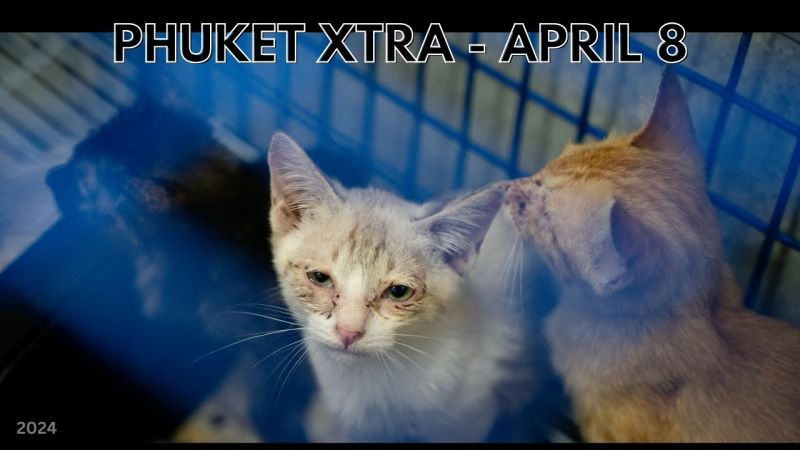 PHUKET XTRA: VIDEO: Thai woman charged with animal cruelty and fined for abandoning 42 kittens || April 8