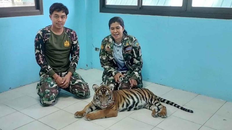 Owner of stray tiger cub must pay B1.4mn