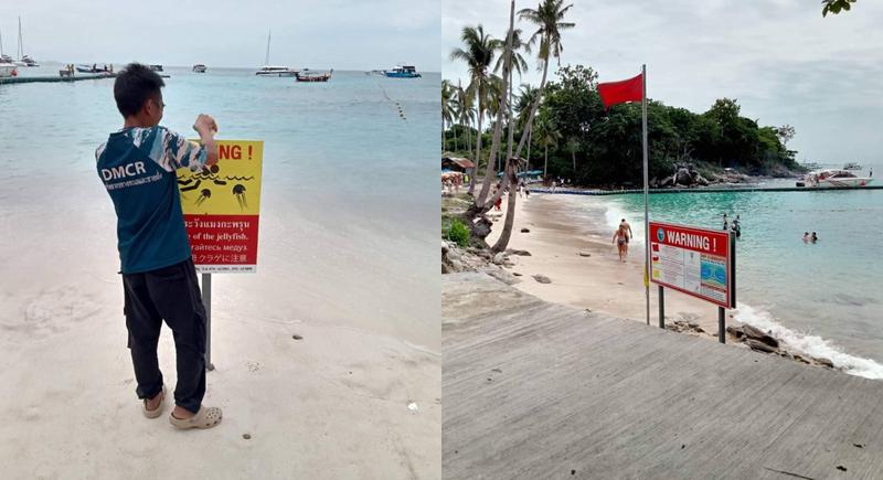 Bluebottle warning at Racha Islands