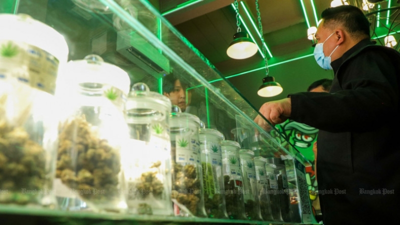 Cannabis set to return to illegal drugs list after vote
