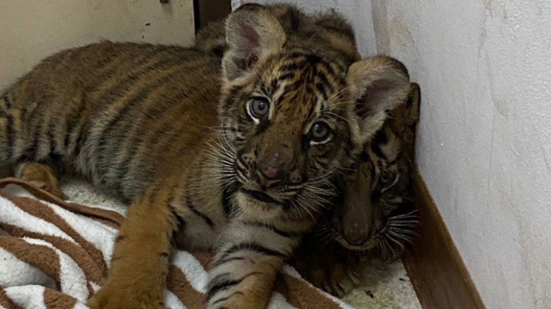 Surin sting nets tiger cubs, 100kg of elephant tusks