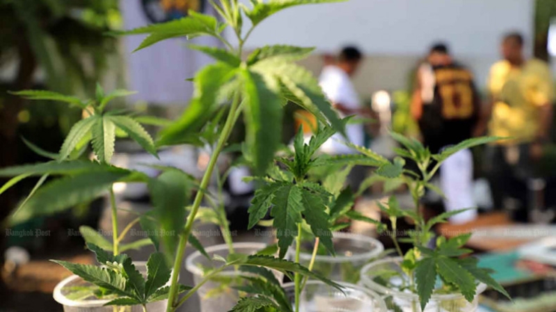 Govt ‘united’ despite weed policy U-turn