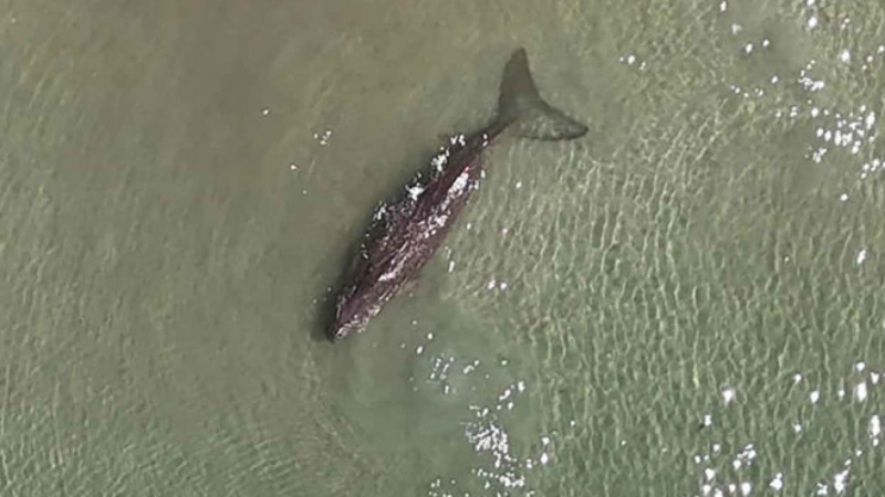 Experts fear for future of Thai dugongs