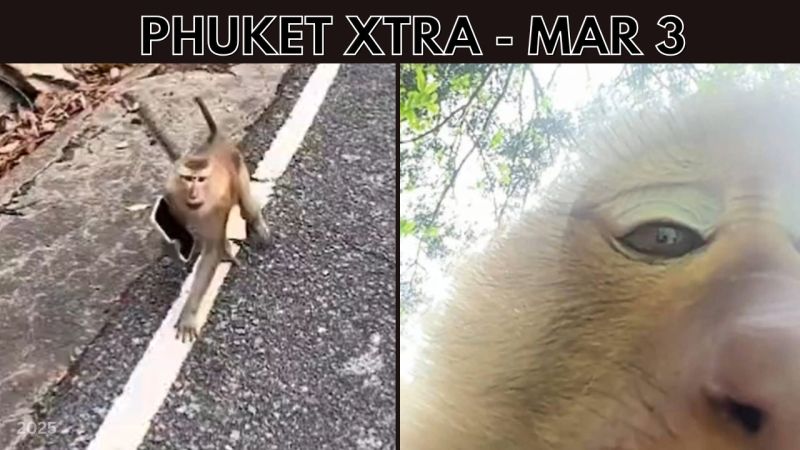 PHUKET XTRA: VIDEO: Phuket monkey snatches phone & takes a selfie, Work permit rules to be eased? || March 3