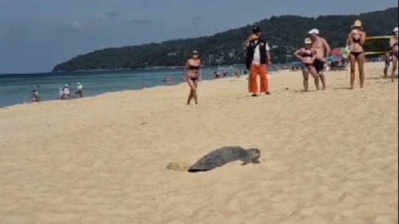 Tourists watch as turtle lays eggs on Karon Beach