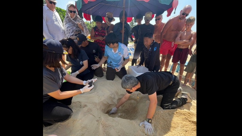 Sea turtle lays 125 eggs on Karon Beach