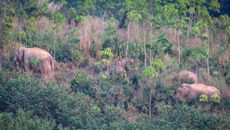 Contraceptive shots a first for Thai wild elephants