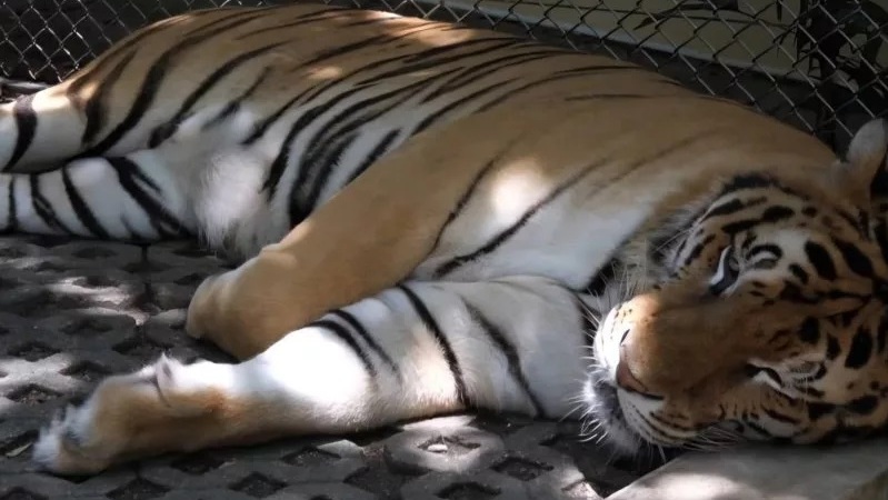 Remains of dead tigers at Tiger Kingdom Chiang Mai buried