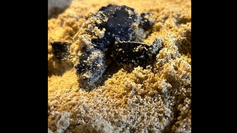 Baby turtles hatch from Karon nest