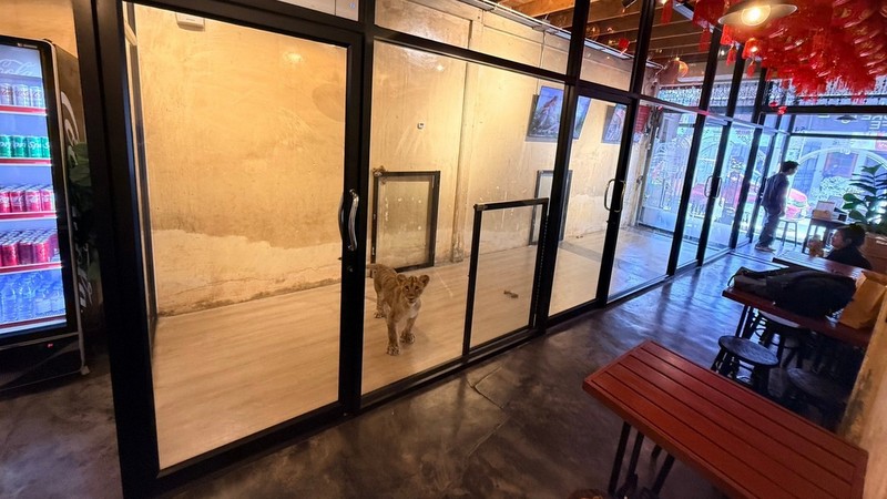 Lion Phuket Cafe under scrutiny after viral cub video