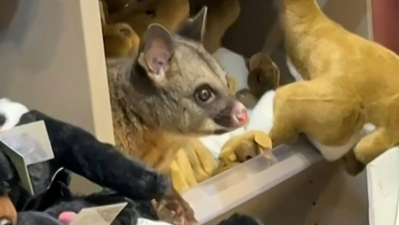 Wild possum shelters with plush toys in Australian airport shop
