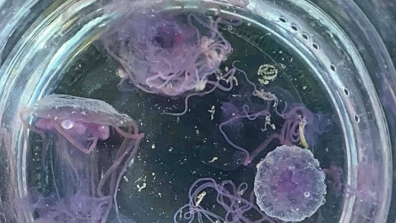 ‘Fire jellyfish’ swarm waters off Koh Mai Thon