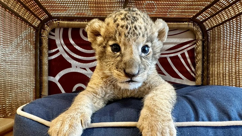 Cub Life: Lion cafe defends care standards as scrutiny follows viral video