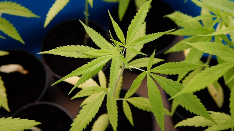 Dispensaries have 3 years to shift to clinical use