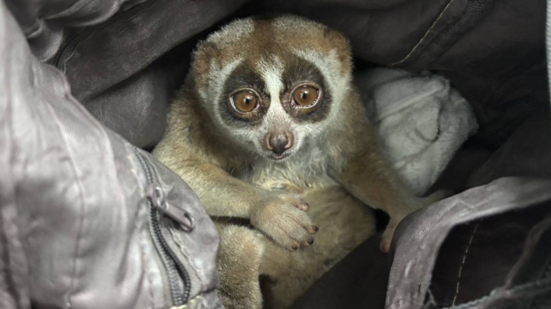 Man arrested in Karon for illegal possession of slow loris