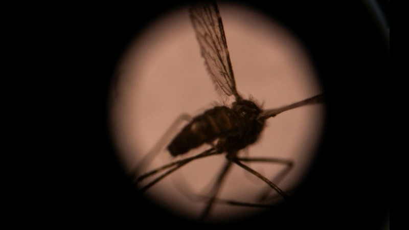 What if we killed all mosquitoes?
