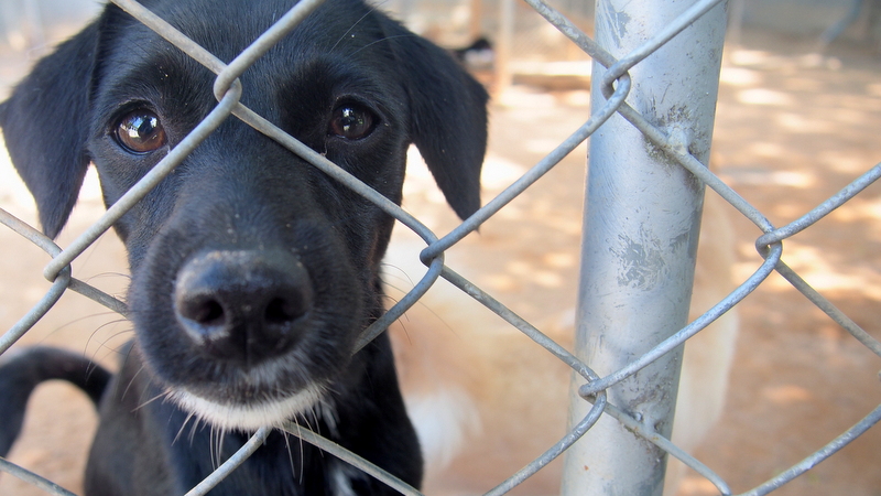 Dog’s Life: Stray Dog Shelter stretched beyond limits as funding falls short