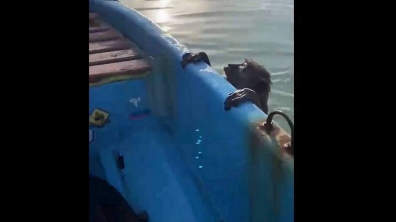 Fisherman rescues monkey from sea