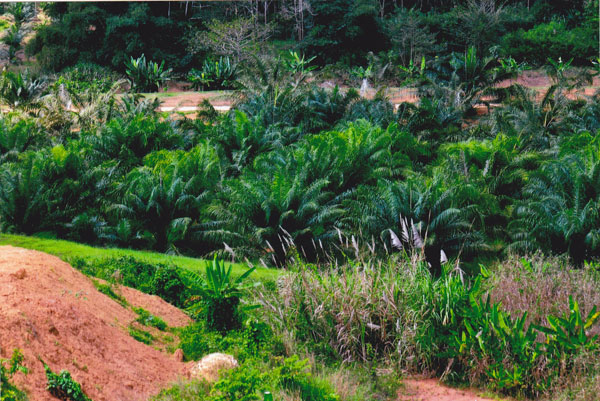 PALM & RUBBER Farm 67 Rai
